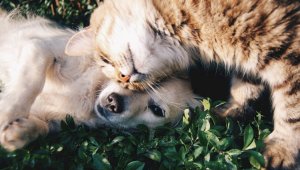 Законопроект «Об ответственном обращении с животными» рассмотрен в АП