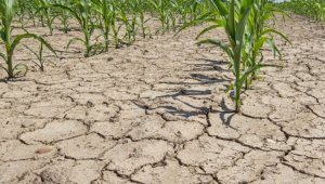 Как аграрии Казахстана могут застраховаться от засухи – Минсельхоз