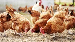 Минсельхоз: Профилактика птичьего гриппа на особом контроле