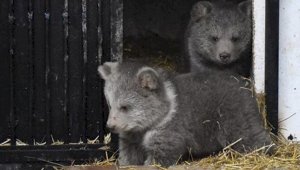 Алматинцам предлагают придумать имена для медвежат