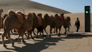 В Китае установили первый в мире светофор для верблюдов