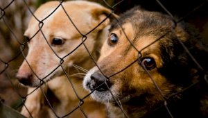 Что подразумевает законопроект  «Об ответственном обращении с животными»