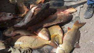 200 кг незаконно добытой рыбы изъяли в Алматинской области