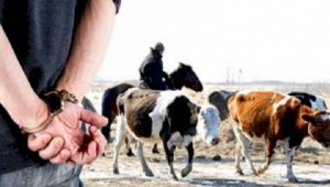 Почти на четверть уменьшилось количество краж скота в Алматинской области