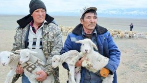 Более 1,5 млн ягнят и козлят родились в Алматинской области