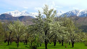 Помологическому саду Казахстана хотят присвоить статус национального достояния