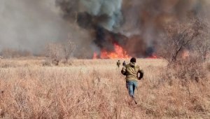 Более 500 лесных и степных пожаров зарегистрировано в Казахстане в этом году