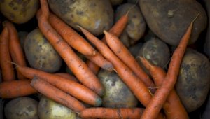 Зараженные семена картофеля и моркови пытались ввезти в Казахстан