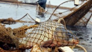 К уголовной ответственности привлекли браконьеров, выловивших 65 кг рыбы в Балхаше