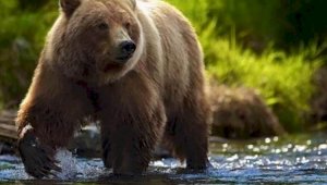 Медведи из Алматинского зоопарка переехали в новый дом