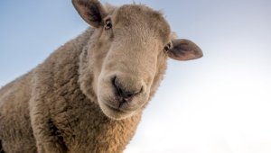 Вероятность полного запрета экспорта овец обсуждалась в Казахстане