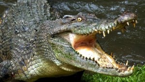 Крупный крокодил забрался ночью в дом жителей Шри-Ланки