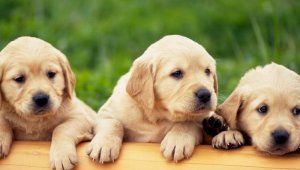США запретили ввозить собак из 113 стран, включая Казахстан