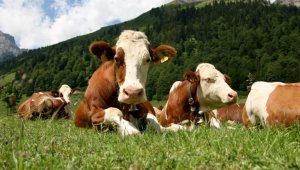 Шестимесячный запрет на вывоз животноводческих кормов введет Казахстан