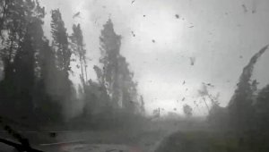 Мощный ураган в Беларуси, поваливший десятки деревьев, попал на видео