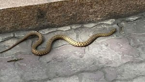 Змея пробралась в пассажирский самолет в аэропорту Индии