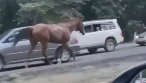 Владельца замеченных на трассе Алматы — Бишкек лошадей привлекли к ответственности
