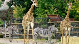 Алматинский зоопарк будет работать в выходные дни