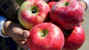 Алматинские активисты запустили проект по возрождению яблонь