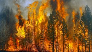 Алматинцев призывают соблюдать правила пожарной безопасности при посещении лесов