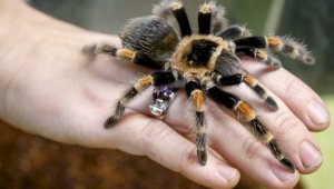 Два десятка тарантулов и питон достались в наследство от арендатора хозяину квартиры