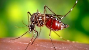 Испытания ГМО-комаров хотят провести во Флориде