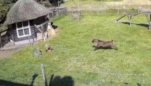 Петух и коза спасли от ястреба курицу – видео набрало миллионы просмотров