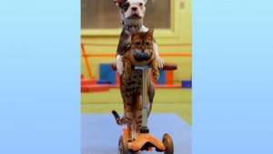 Езда кошки с собакой на самокате попала в Книгу рекордов Гиннесса – видео