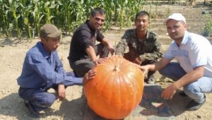 В Узбекистане вырастили тыкву весом более 70 килограмм