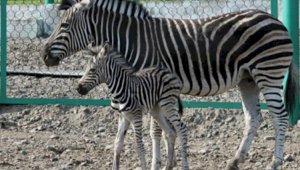 Алматинцы могут дать имя новорожденной зебре