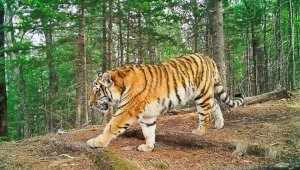 Тигр напал на грибников в Приморье — видео