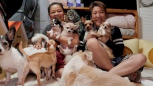 В Южной Корее могут ввести запрет на поедание собак