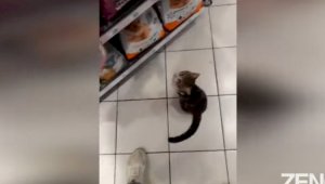 Хитрый трюк бродячего кота в магазине позабавил пользователей соцсетей
