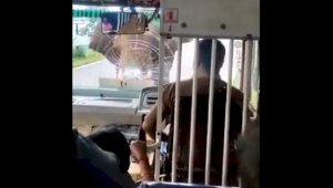 Дикий слон напал на пассажирский автобус в Индии – видео