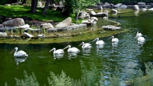 Пруды для птиц отремонтируют в зоопарке Алматы