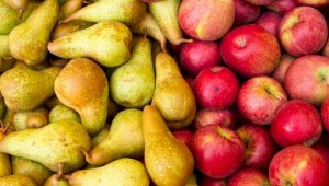 Восточную плодожорку выявили в грушах и яблоках, ввозимых из Кыргызстана