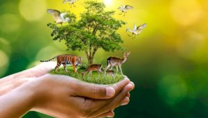 6 октября – Всемирный день охраны мест обитания