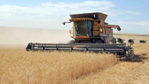 За месяц экспорт зерна из Казахстана упал на 30 процентов. Ожидается дальнейшее  снижение