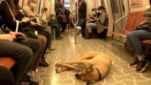 Бездомный пес научился пользоваться общественным транспортом и стал знаменит