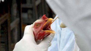 Эпидемия птичьего гриппа в РК: в пригороде Павлодара введен карантин