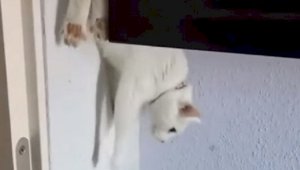Видео с кошкой, оригинально спускающейся со шкафа, набирает популярность в соцсетях