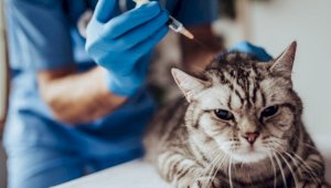 Вакцину против COVID-19 для кошек разработали в Казахстане