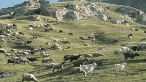 В Казахстане отмечен рост животноводства