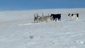 Схватку тобетов с волчьей стаей обсуждают казахстанцы