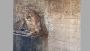 Прайд львов обнаружили в частном доме под Ташкентом