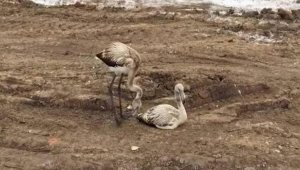 Что стало с фламинго со строительной площадки в Нур-Султане
