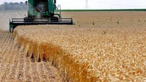 О собранном урожае зерновых и зернобобовых рассказали в МСХ РК