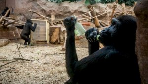 В зоопарке Роттердама гориллы и львы заразились коронавирусом