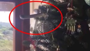 Ядовитая змея пряталась среди украшений на праздничной елке – видео