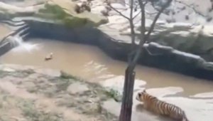 Видео с хитрой уткой, обманувшей тигра, стало вирусным в сети